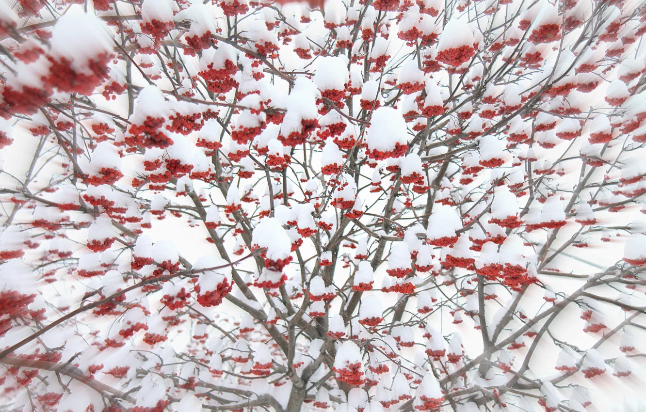 Photo wallpaper white, snow, red, Rowan