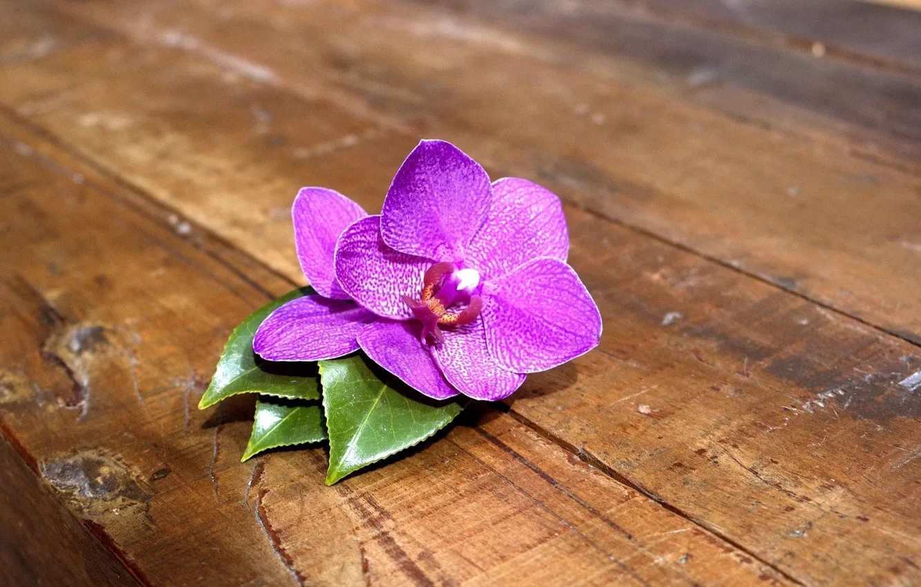 Photo wallpaper flower, macro, orchids