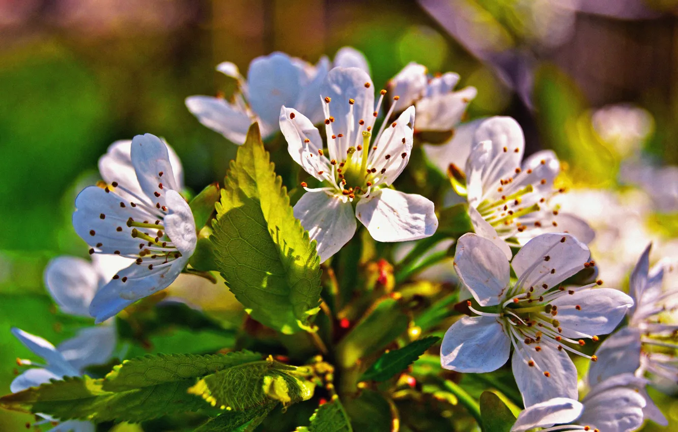 Photo wallpaper leaves, flowers, spring, petals, flowering, cherry
