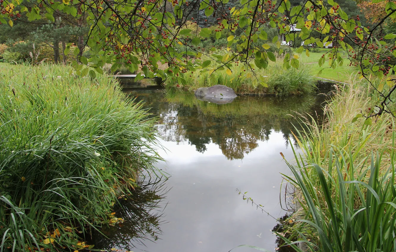 Photo wallpaper autumn, grass, leaves, trees, pond, reflection, tree, Wallpaper