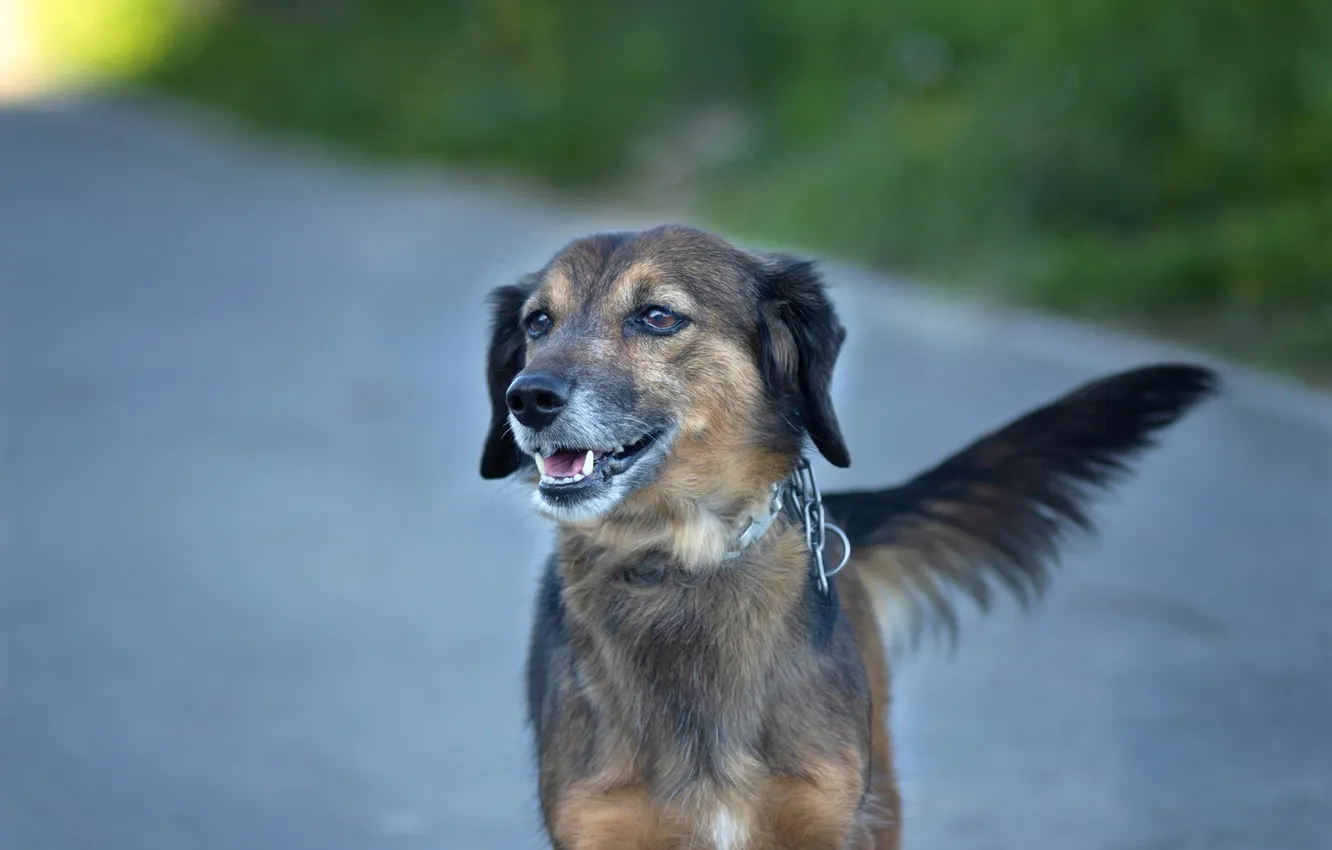 Photo wallpaper dog, blurred background, Alexander Kanzur