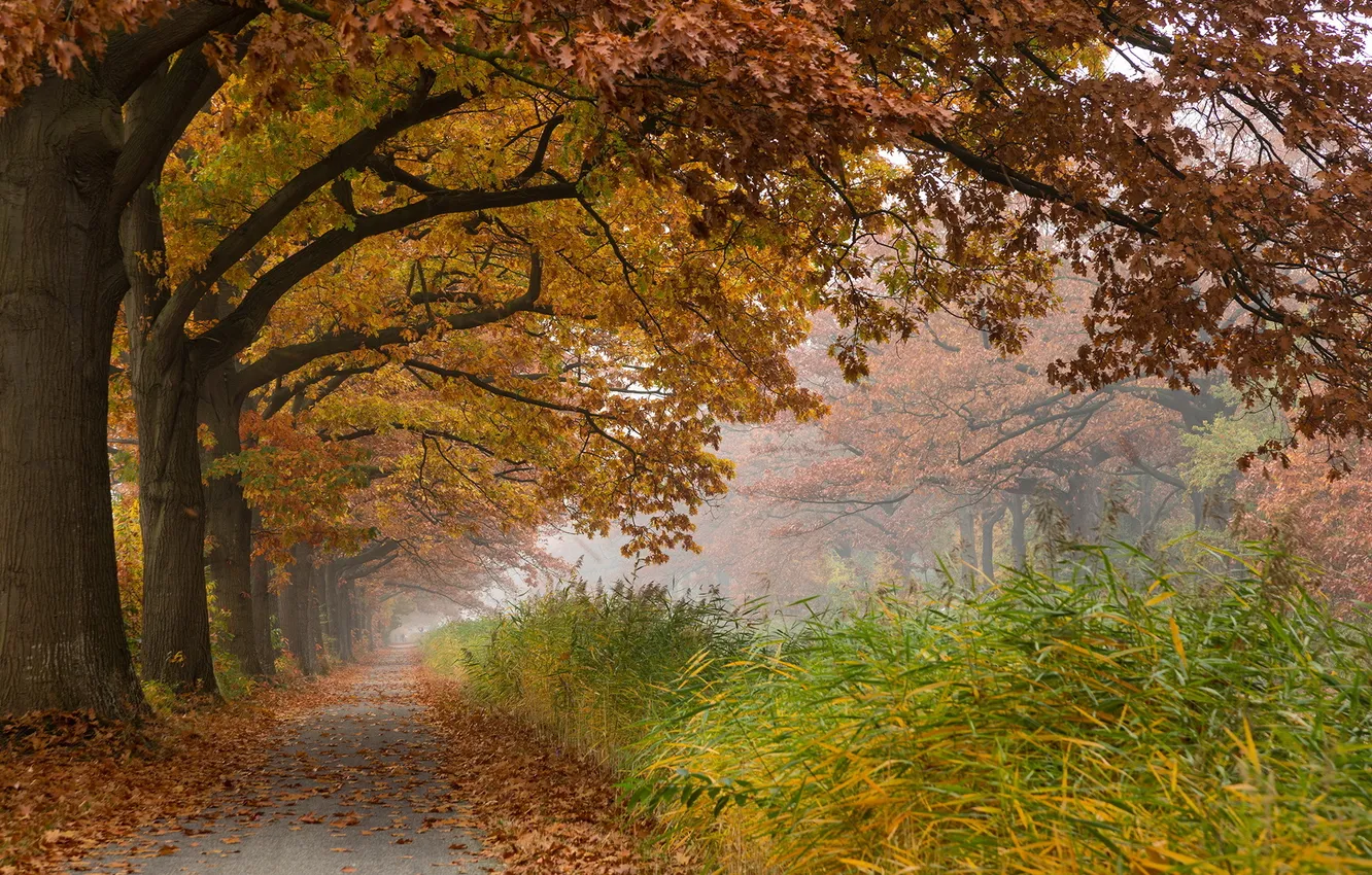 Photo wallpaper road, autumn, trees, landscape