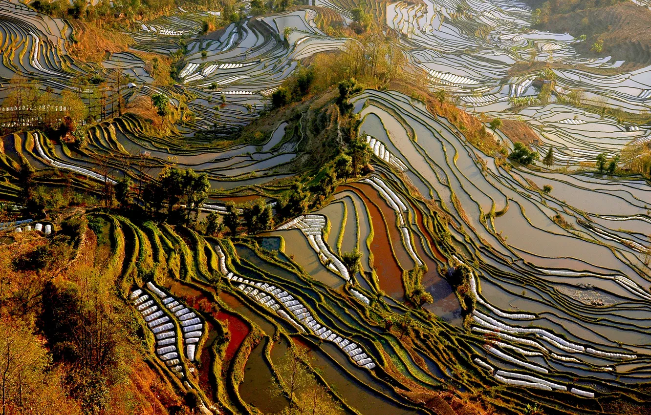 Photo wallpaper field, China, the view from the top, plantation, Yunnan