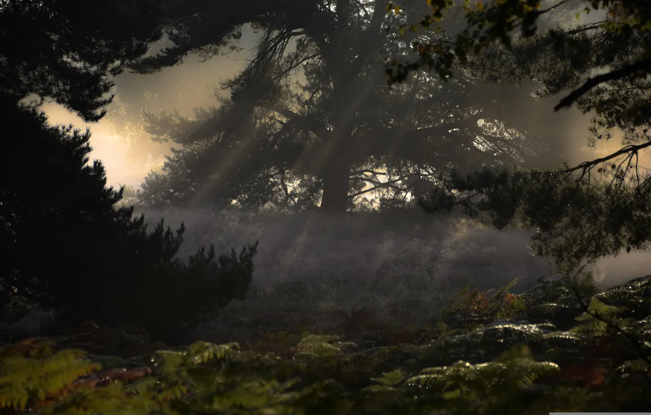Photo wallpaper greens, forest, rays, trees, morning