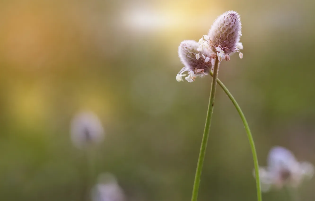 Photo wallpaper field, summer, flowers, background, two