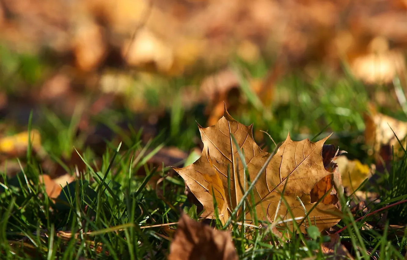 Photo wallpaper autumn, grass, leaves, maple