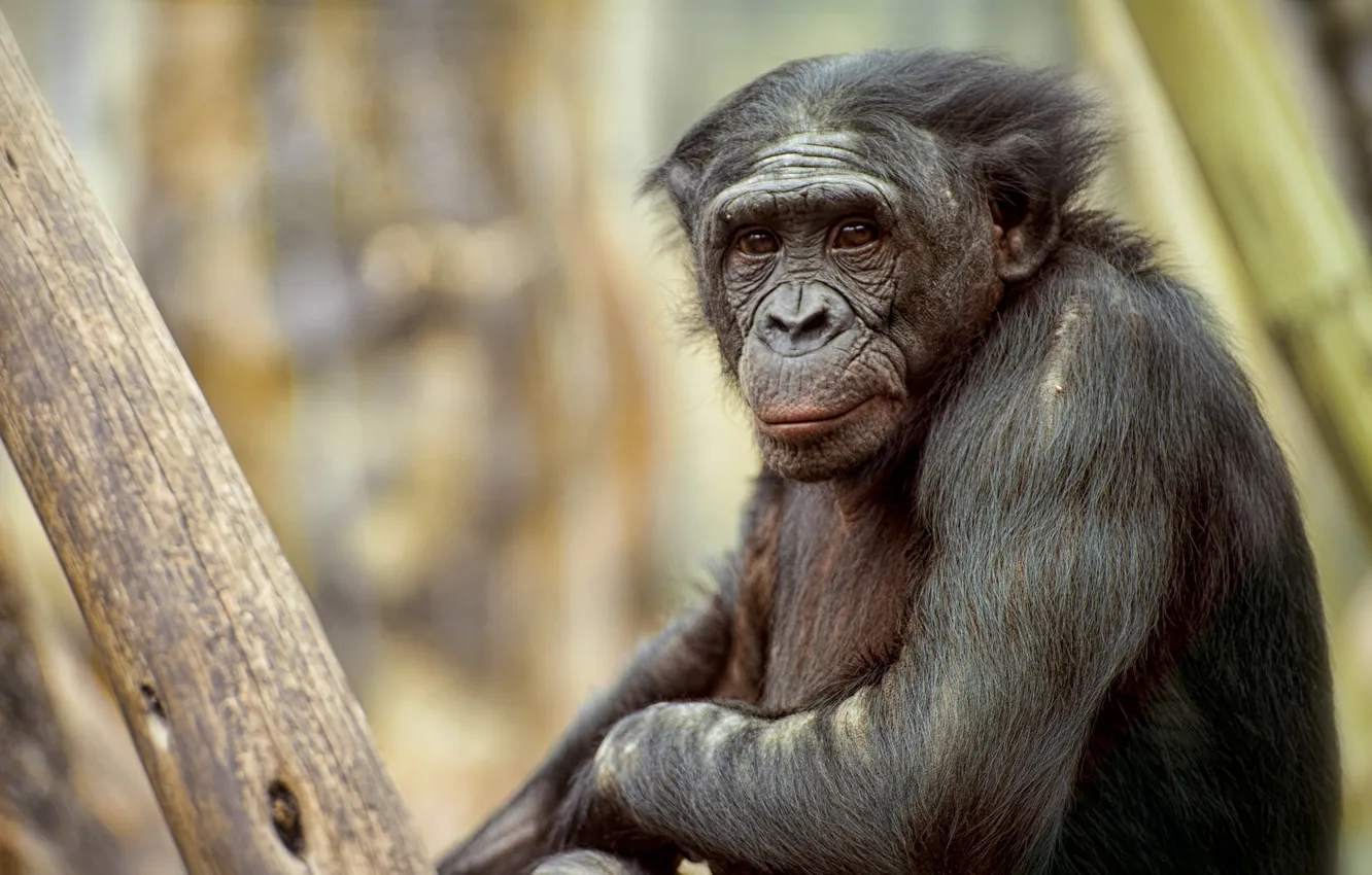 Photo wallpaper nature, monkey, the primacy of, pygmy chimpanzee