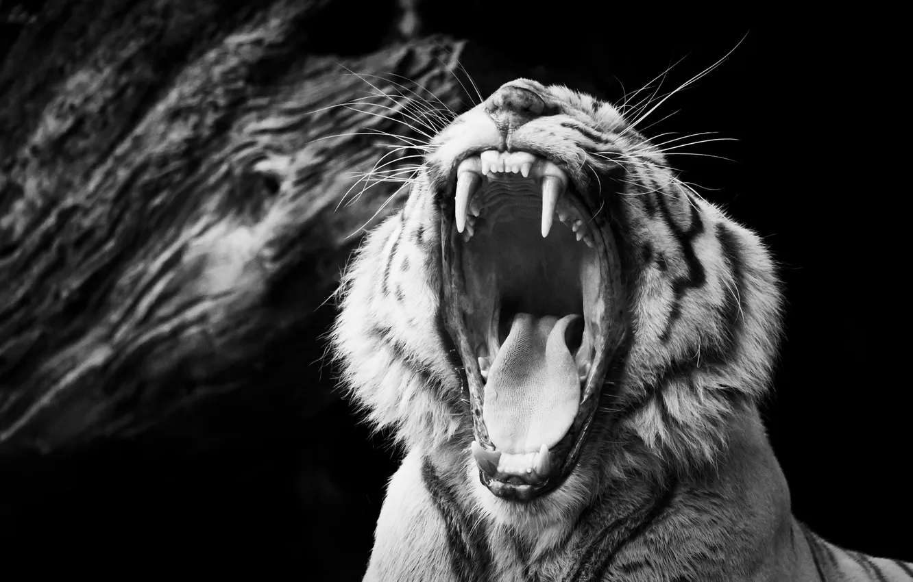 Photo wallpaper tiger, black and white, mouth