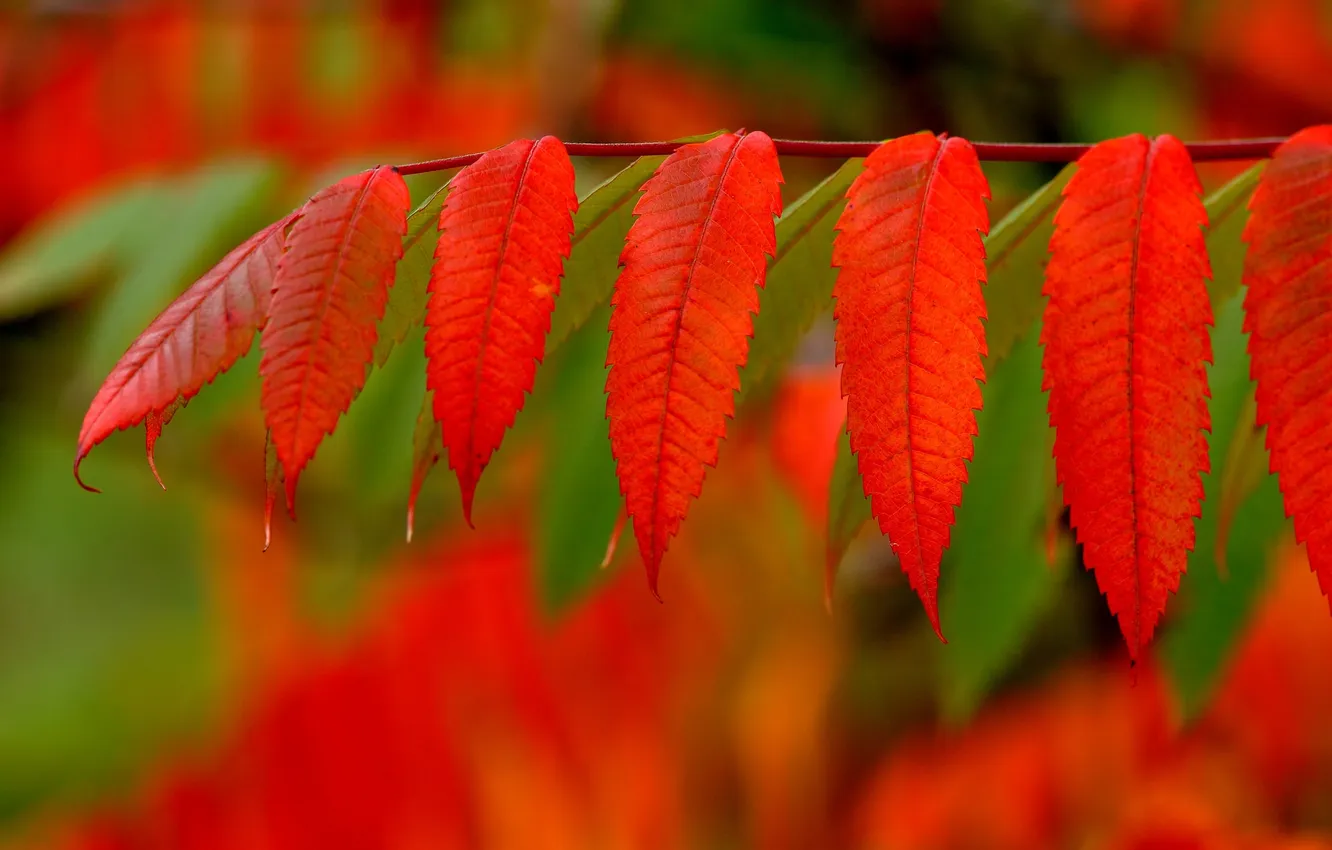 Photo wallpaper autumn, leaves, paint, branch, the crimson