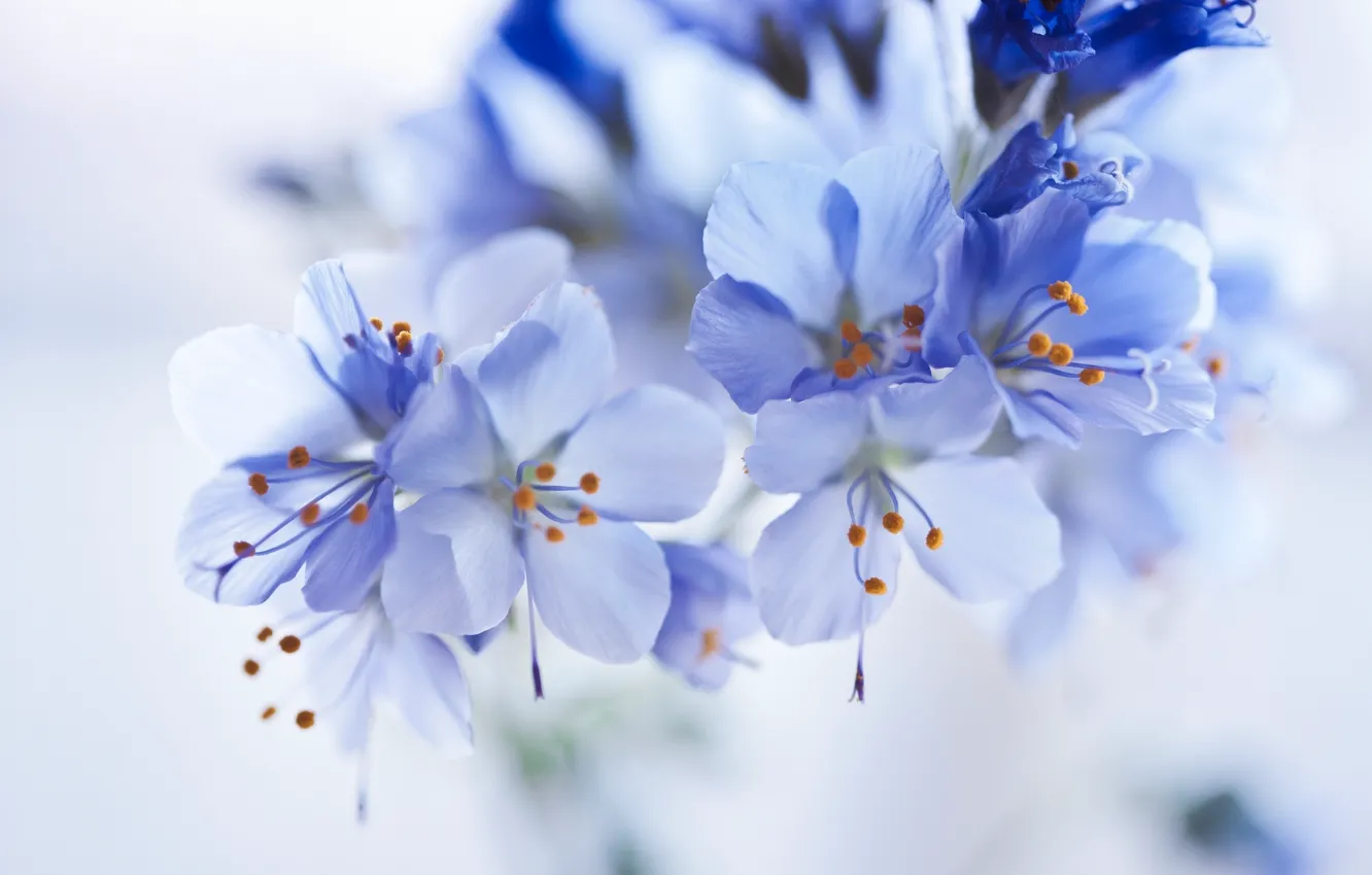 Photo wallpaper flowers, background, blur, blue