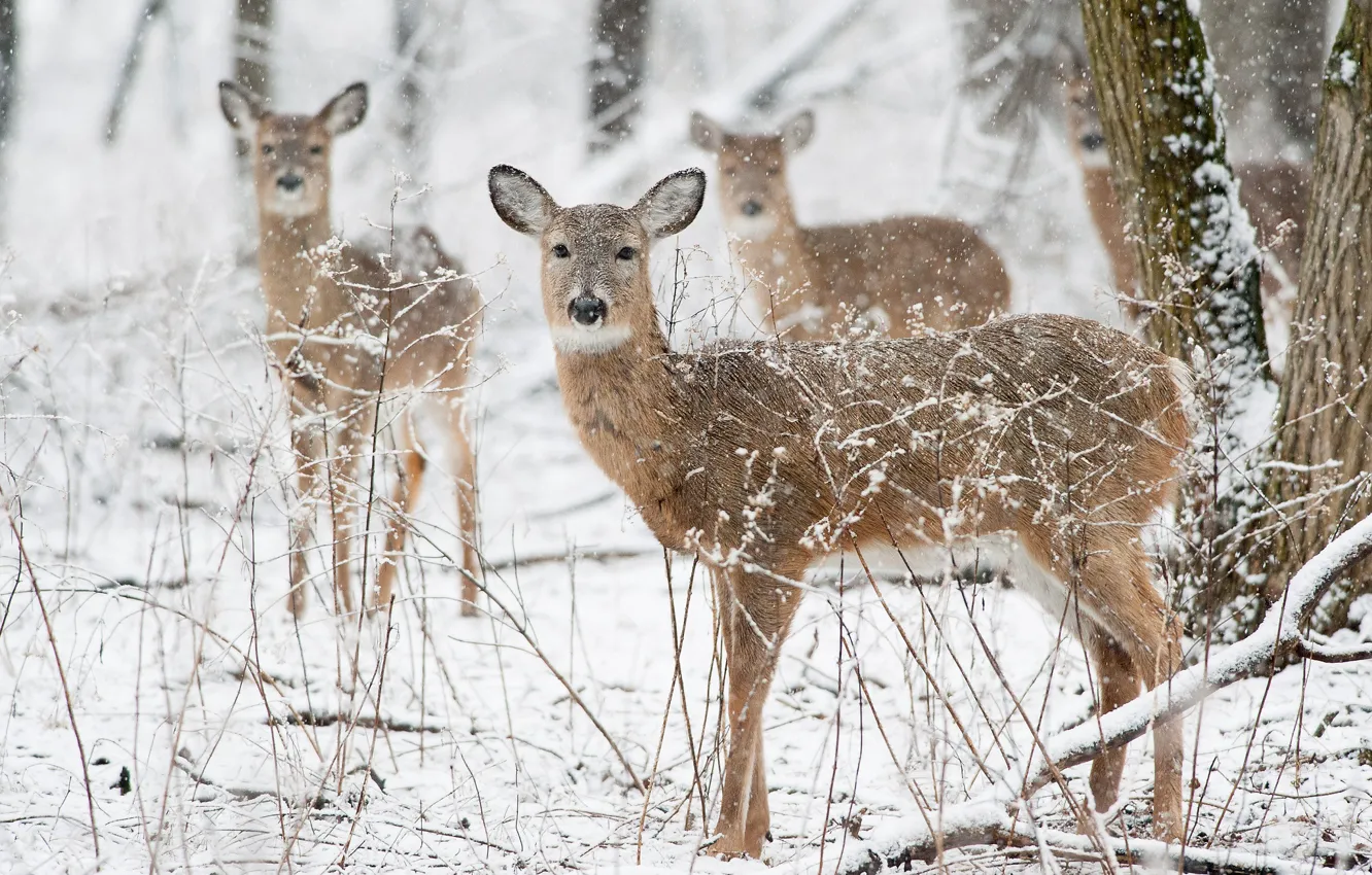 Photo wallpaper winter, deer, wildlife, snowing