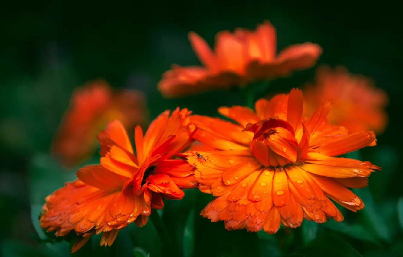 Photo wallpaper drops, flowers, orange, green, Rosa, background, dark, blur