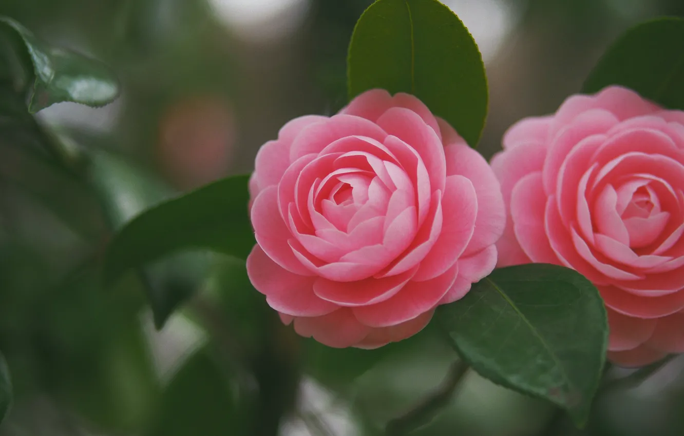 Photo wallpaper leaves, macro, pink, Duo, Camellia