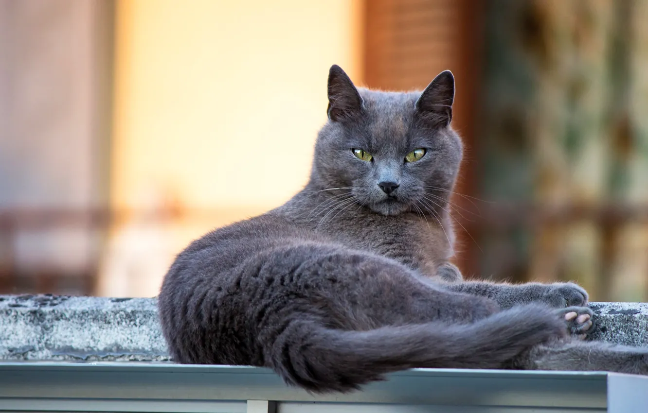 Photo wallpaper cat, cat, look, pose, face