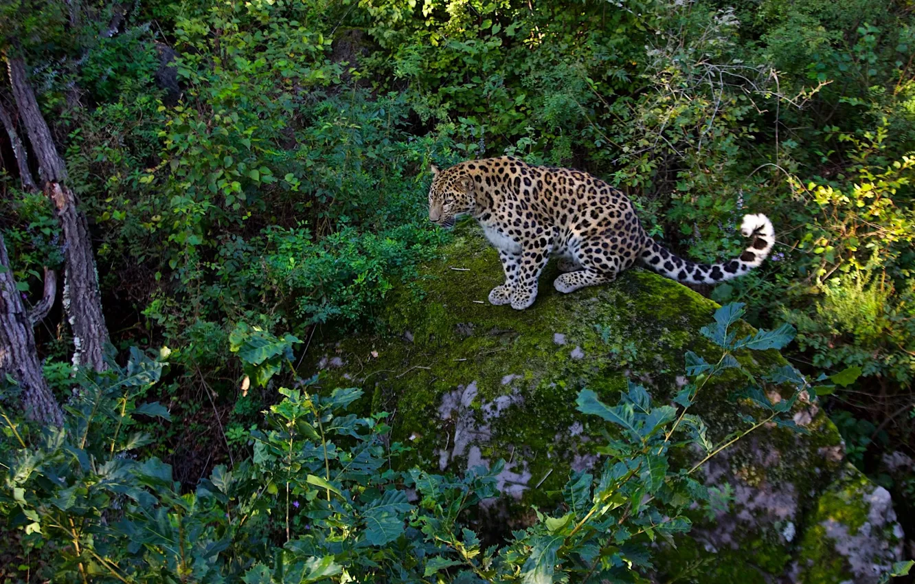 Photo wallpaper greens, predator, leopard