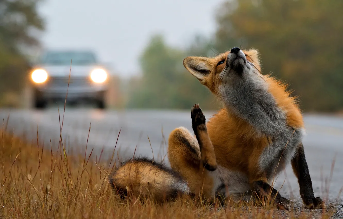 Photo wallpaper road, Fox, sitting, flea