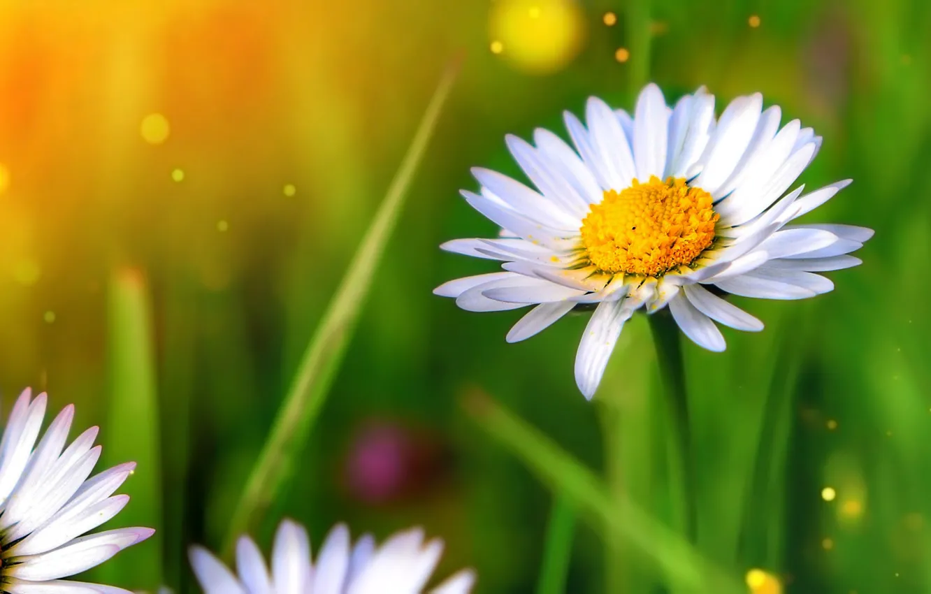 Photo wallpaper macro, background, Daisy