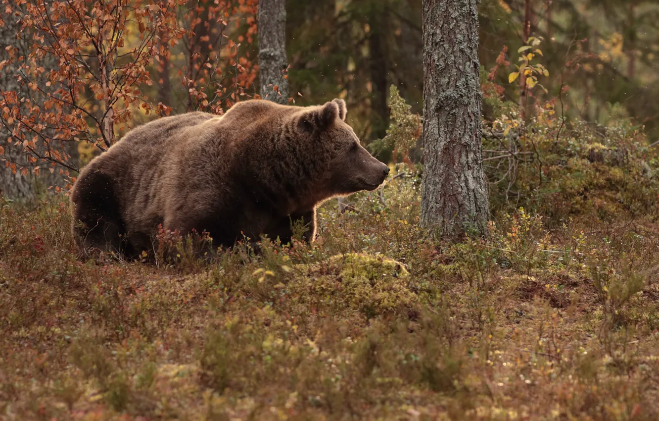 Photo wallpaper autumn, forest, look, face, branches, nature, pose, thickets