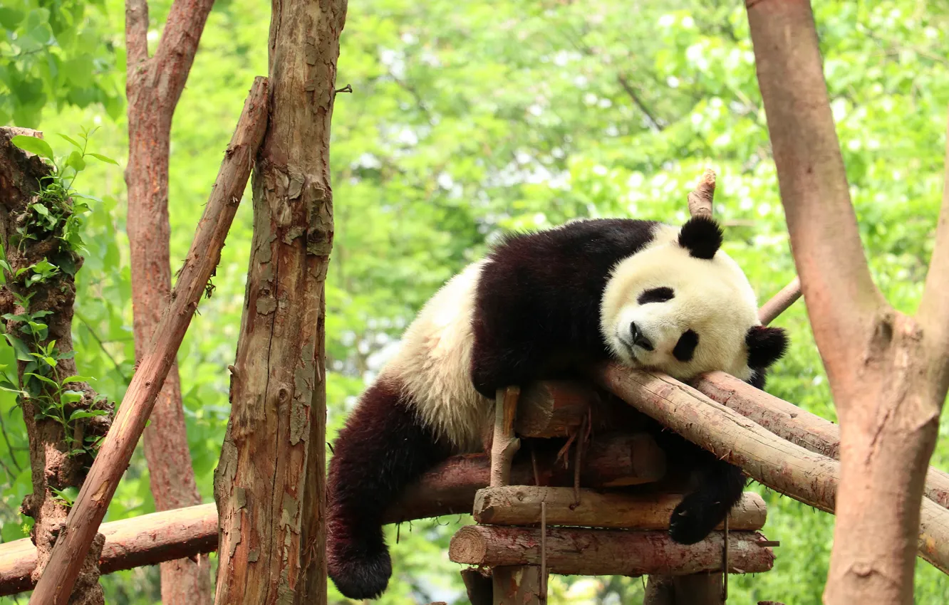 Photo wallpaper pose, stay, design, sleep, bear, bear, Panda, sleeping