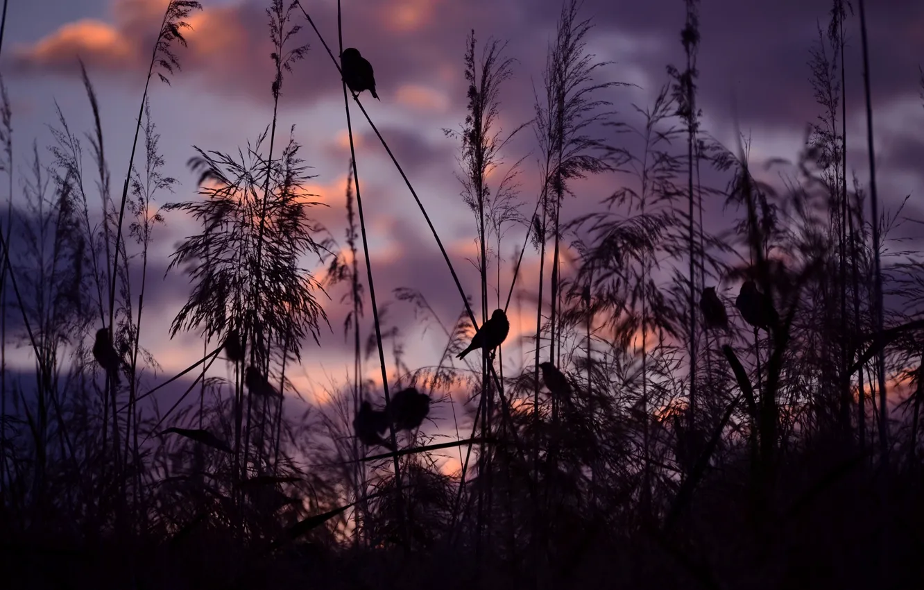 Photo wallpaper birds, sunset, nature, sparrows, Serena Pirredda Photography
