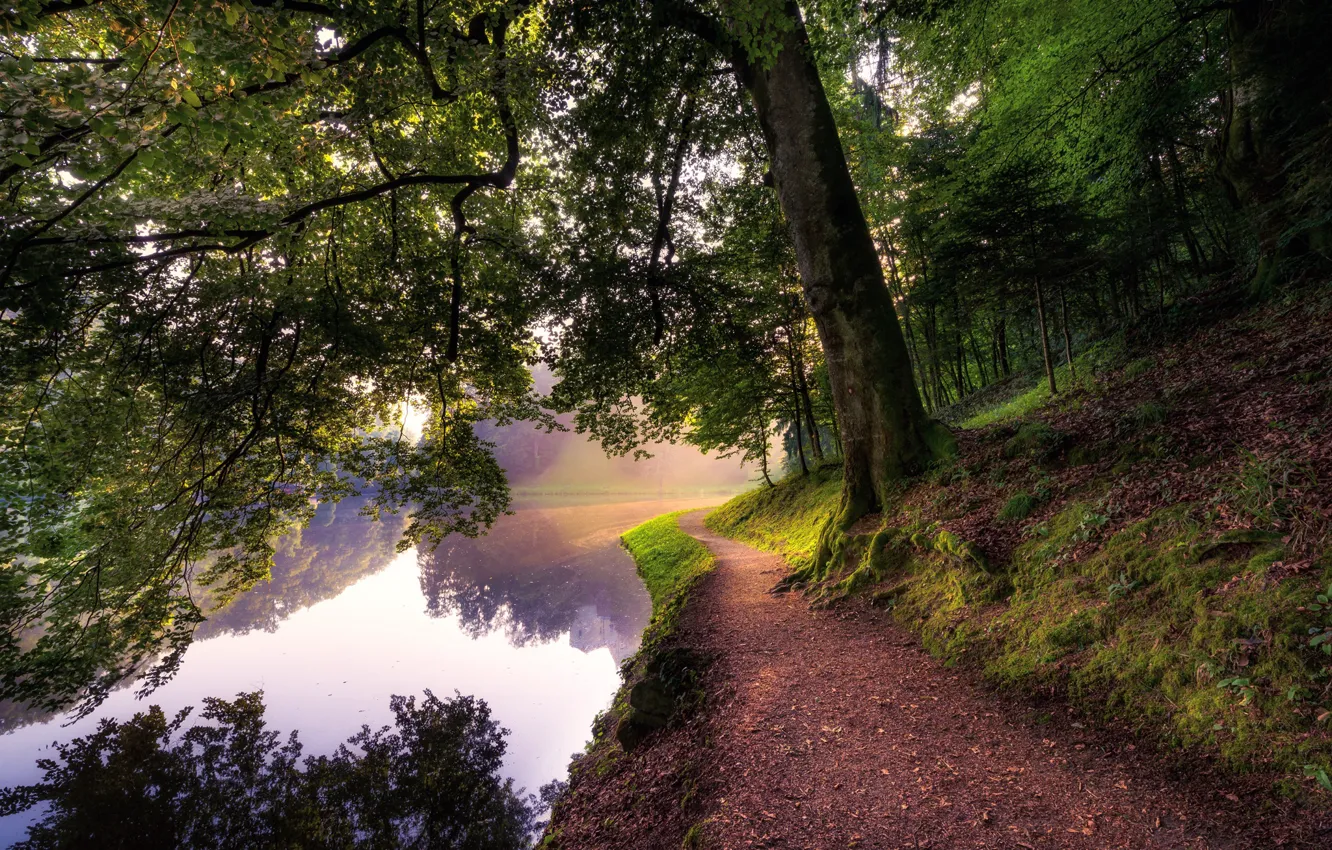 Photo wallpaper trees, river, sunrise, shadow