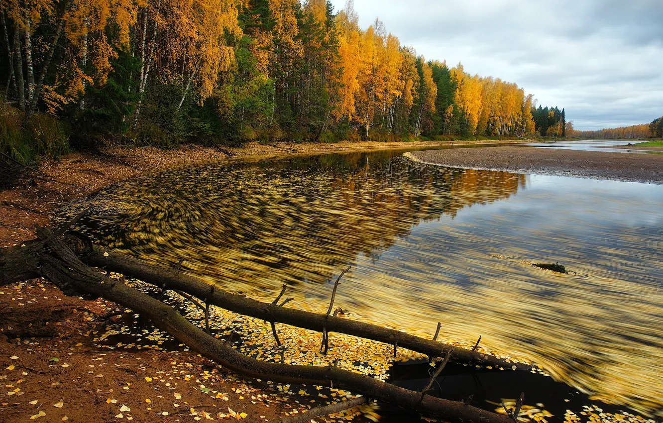 Photo wallpaper forest, stream, birch