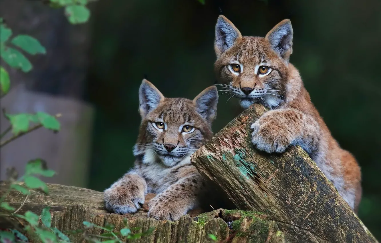 Photo wallpaper look, nature, background, two, stump, baby, pair, lynx