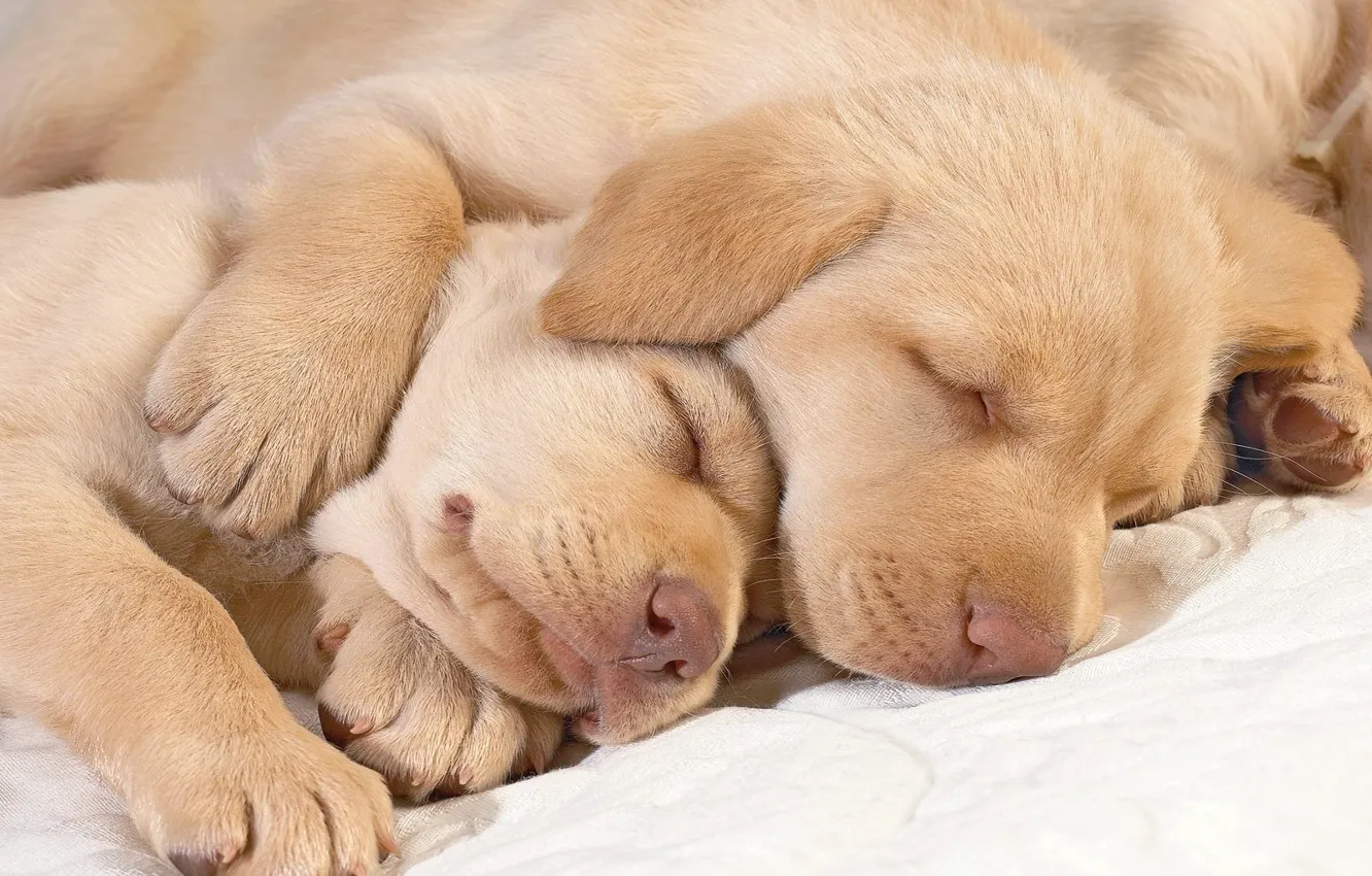Photo wallpaper paws, puppies, Labrador, sleep, noses