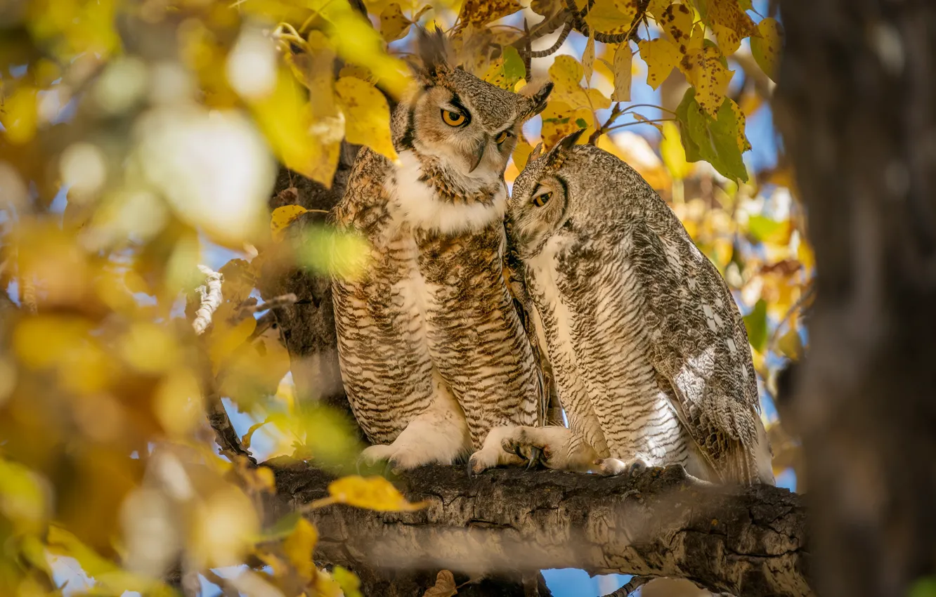 Photo wallpaper autumn, trees, owl, bird, pair, two owls