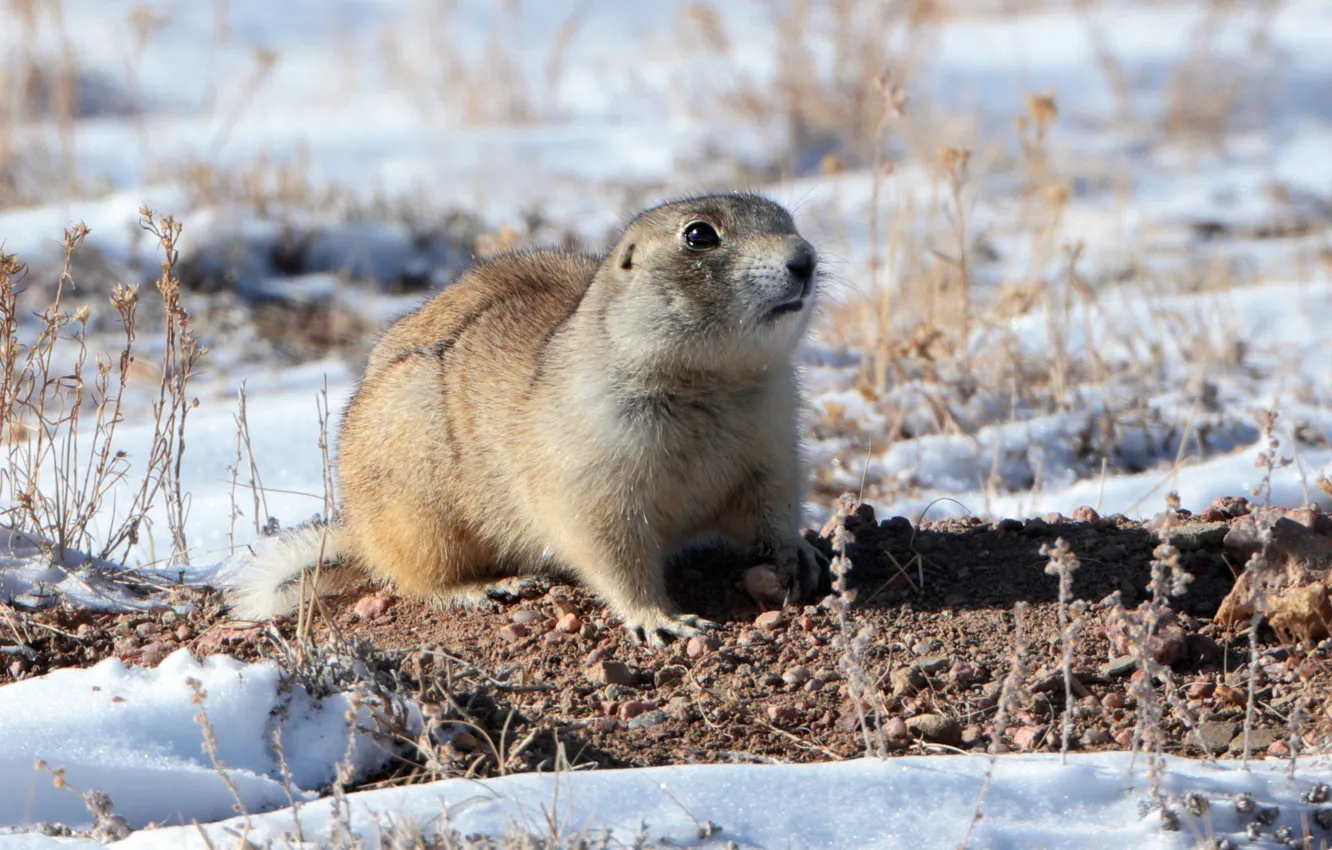 Photo wallpaper winter, snow, nature, gopher, animal