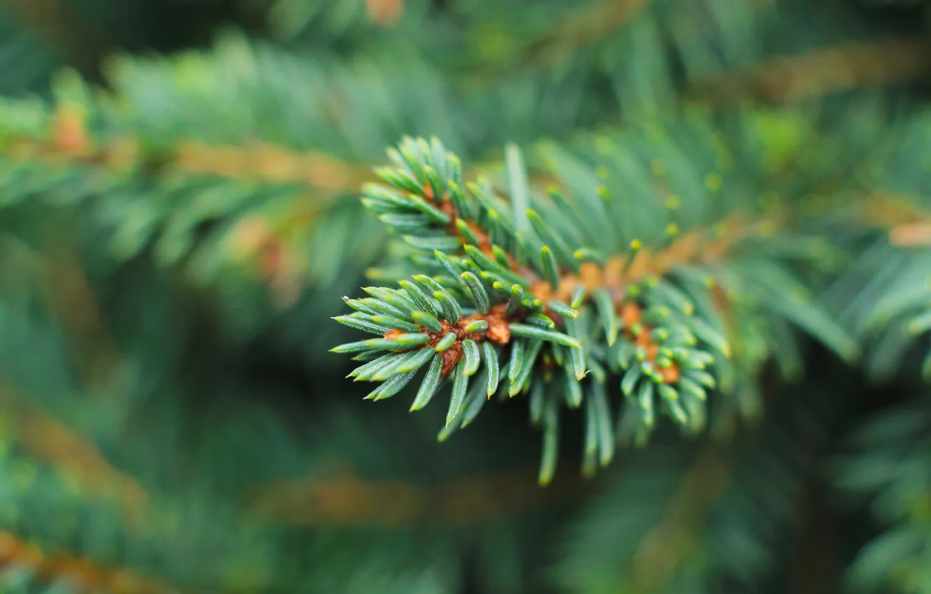 Photo wallpaper green, plant, pine, spruce, twig