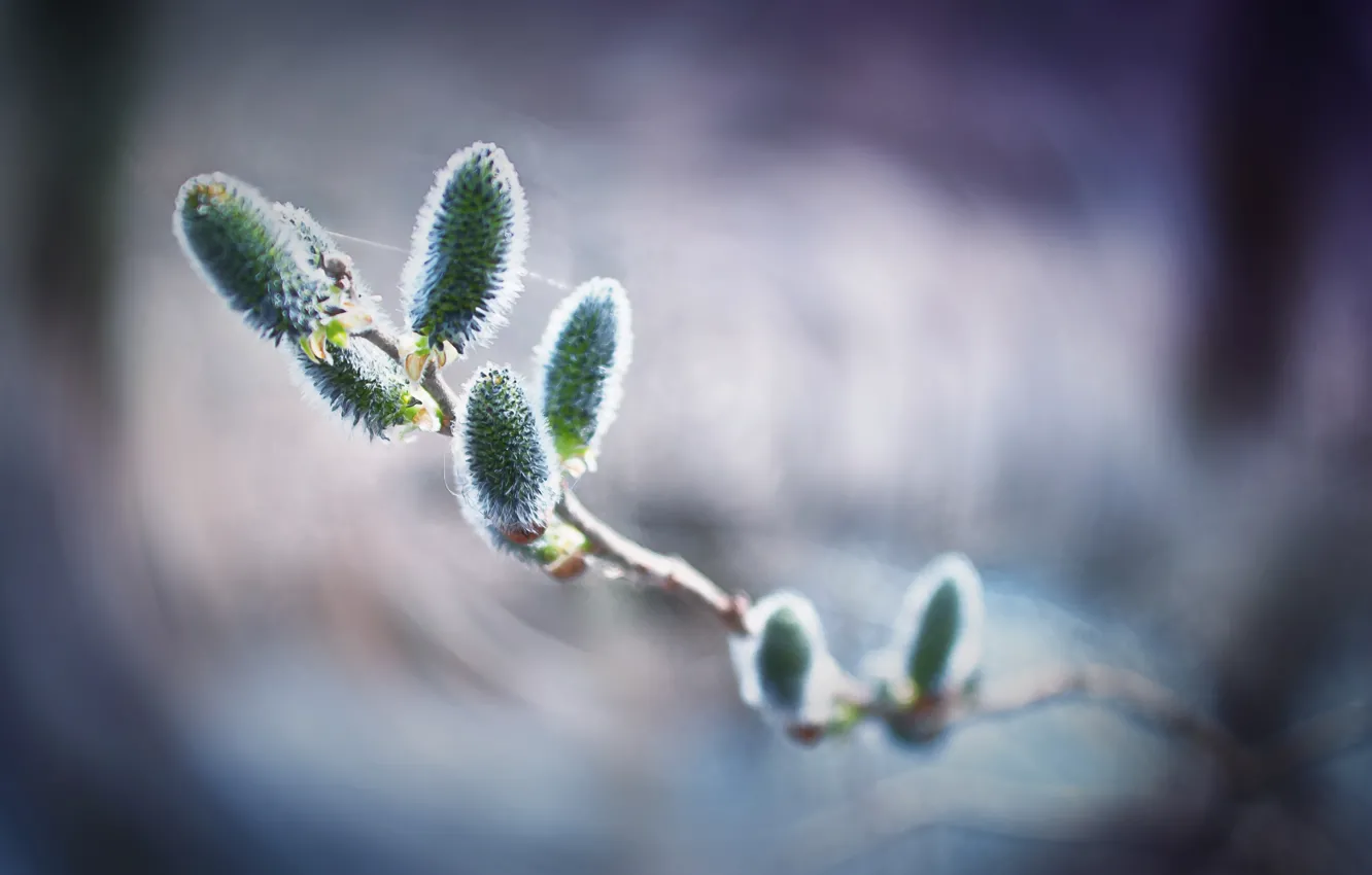 Photo wallpaper branches, Verba, bokeh, gossamer