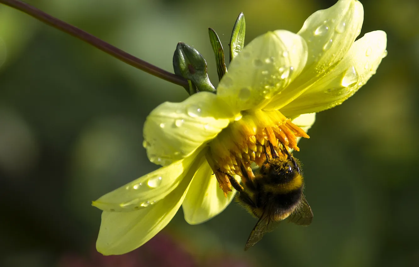 Photo wallpaper macro, flowers, insect, bumblebee, dahlias