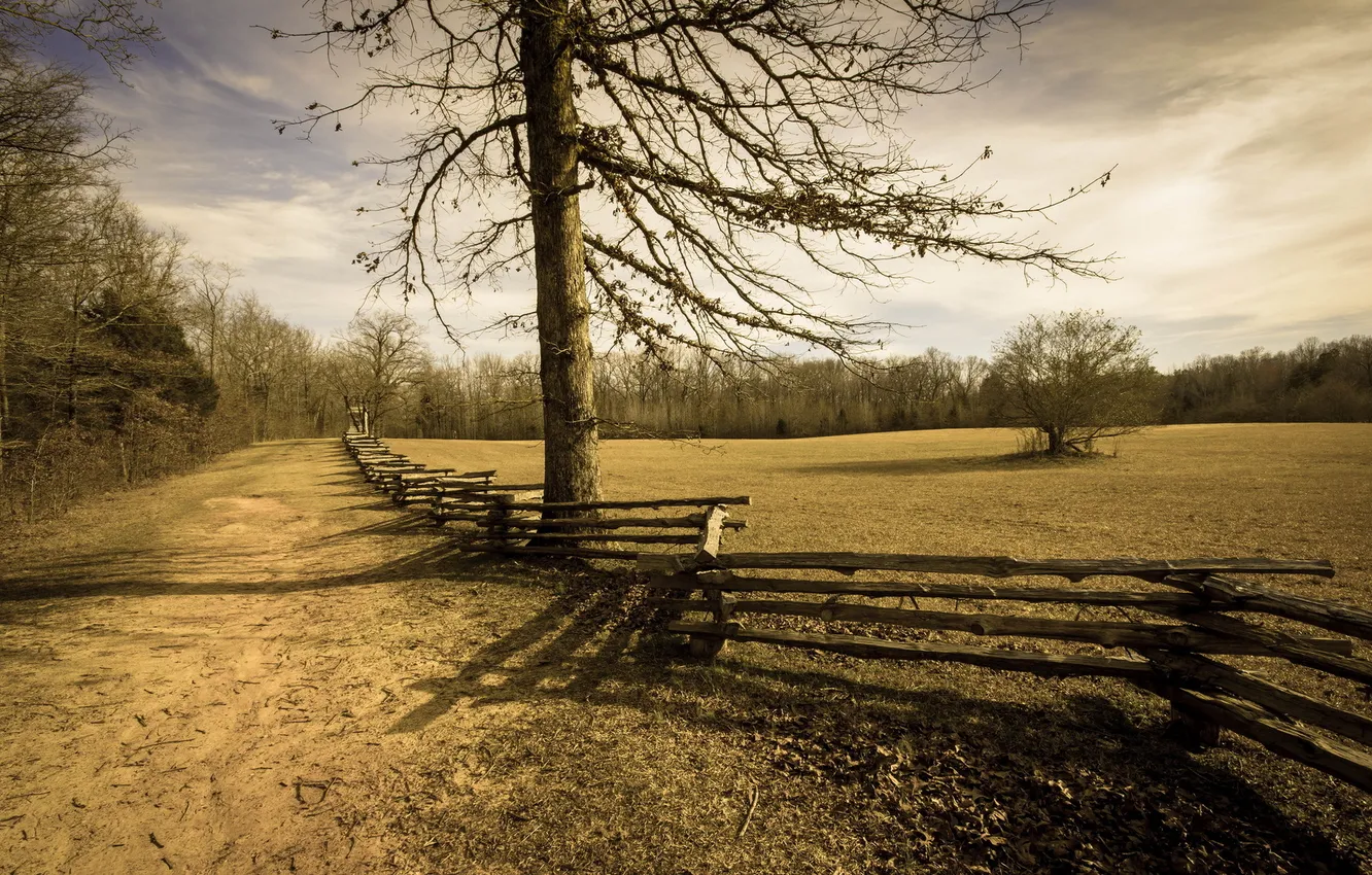 Photo wallpaper field, trees, landscape, the fence