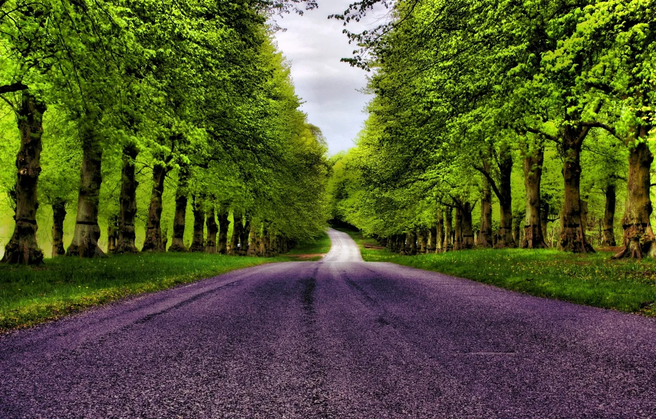 Photo wallpaper road, forest, grass, trees