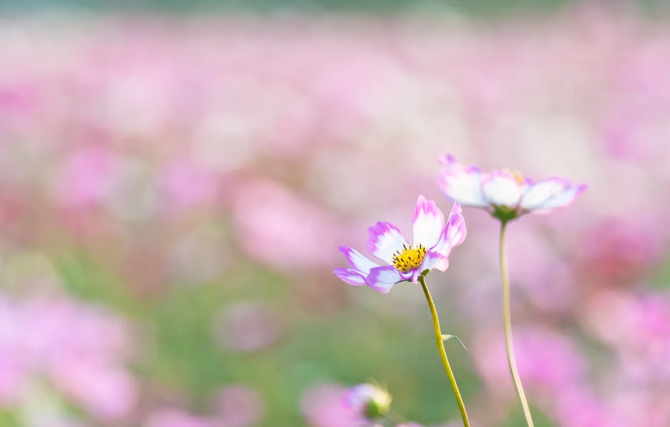 Photo wallpaper flower, macro, Cosmos bipinnatus