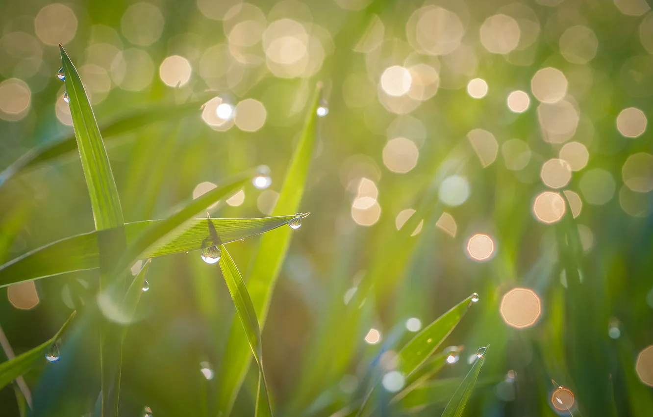 Photo wallpaper green, light, grass, drop, Makro