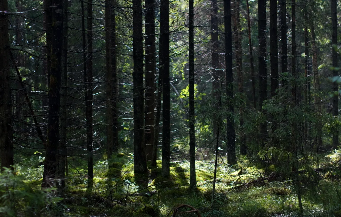 Photo wallpaper forest, light, moss, stump