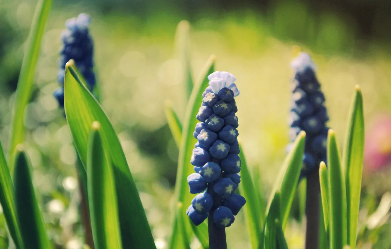 Photo wallpaper grass, flowers, nature, field, lilac, Muscari
