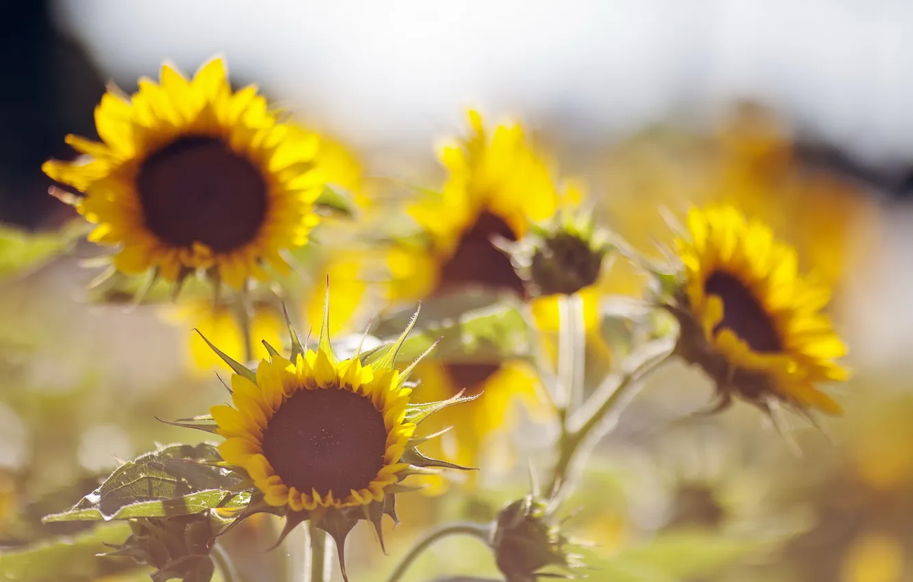 Photo wallpaper summer, sunflowers, nature, background
