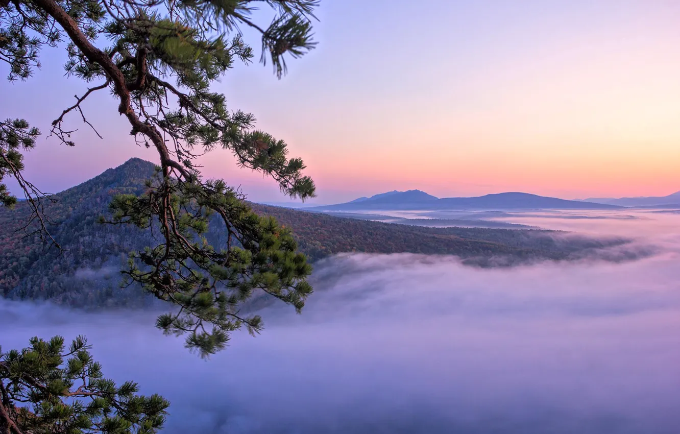 Photo wallpaper trees, landscape, mountains, branches, nature, fog, pine, South Ural