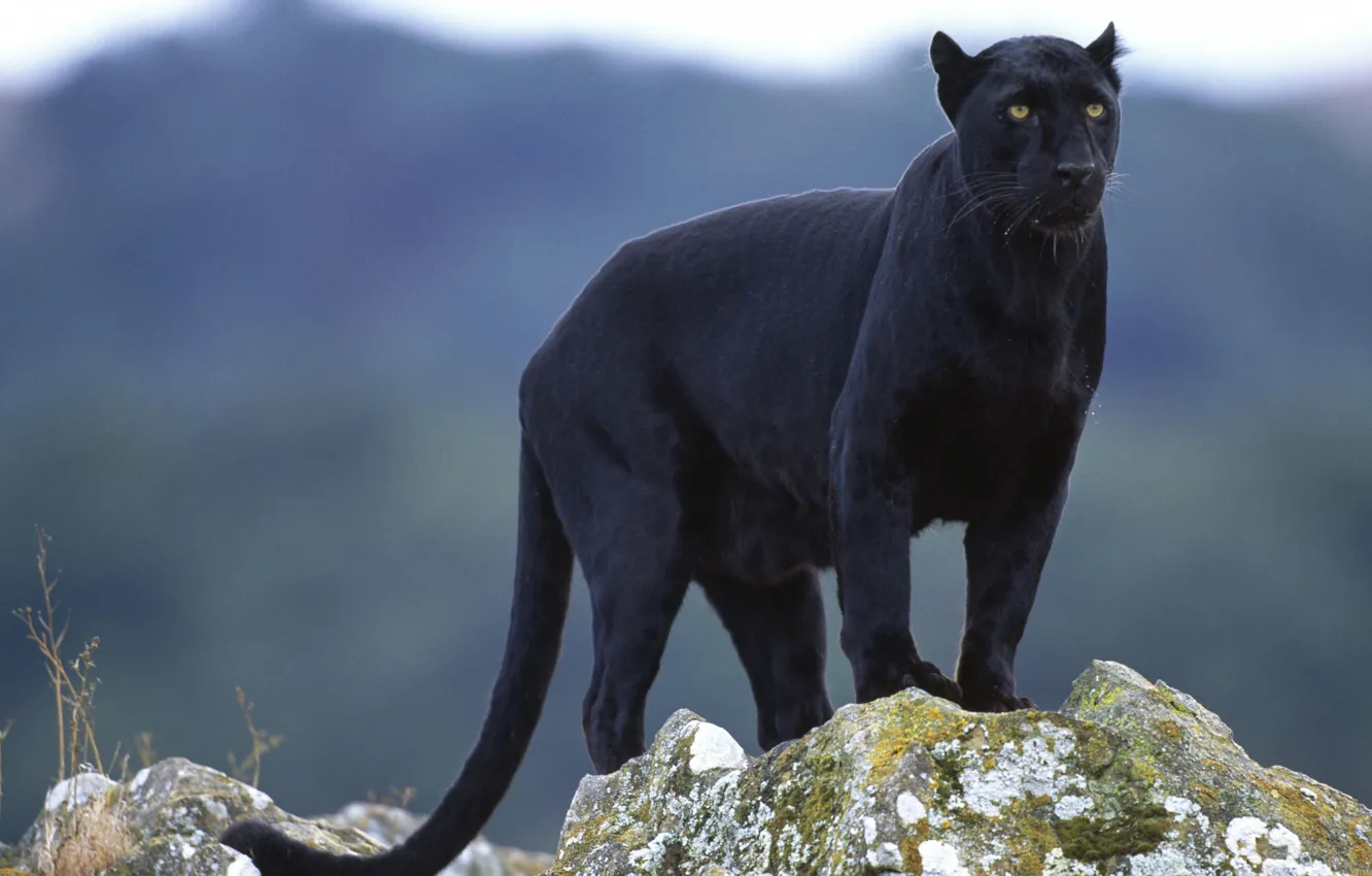 Photo wallpaper look, Panther, black