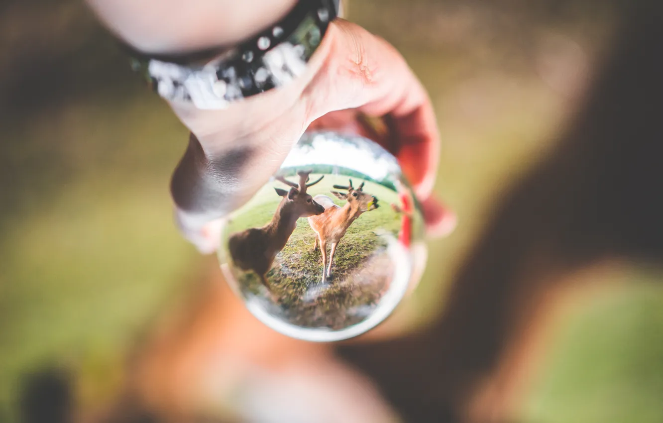 Photo wallpaper effect, hand, deer, sphere, Crystal