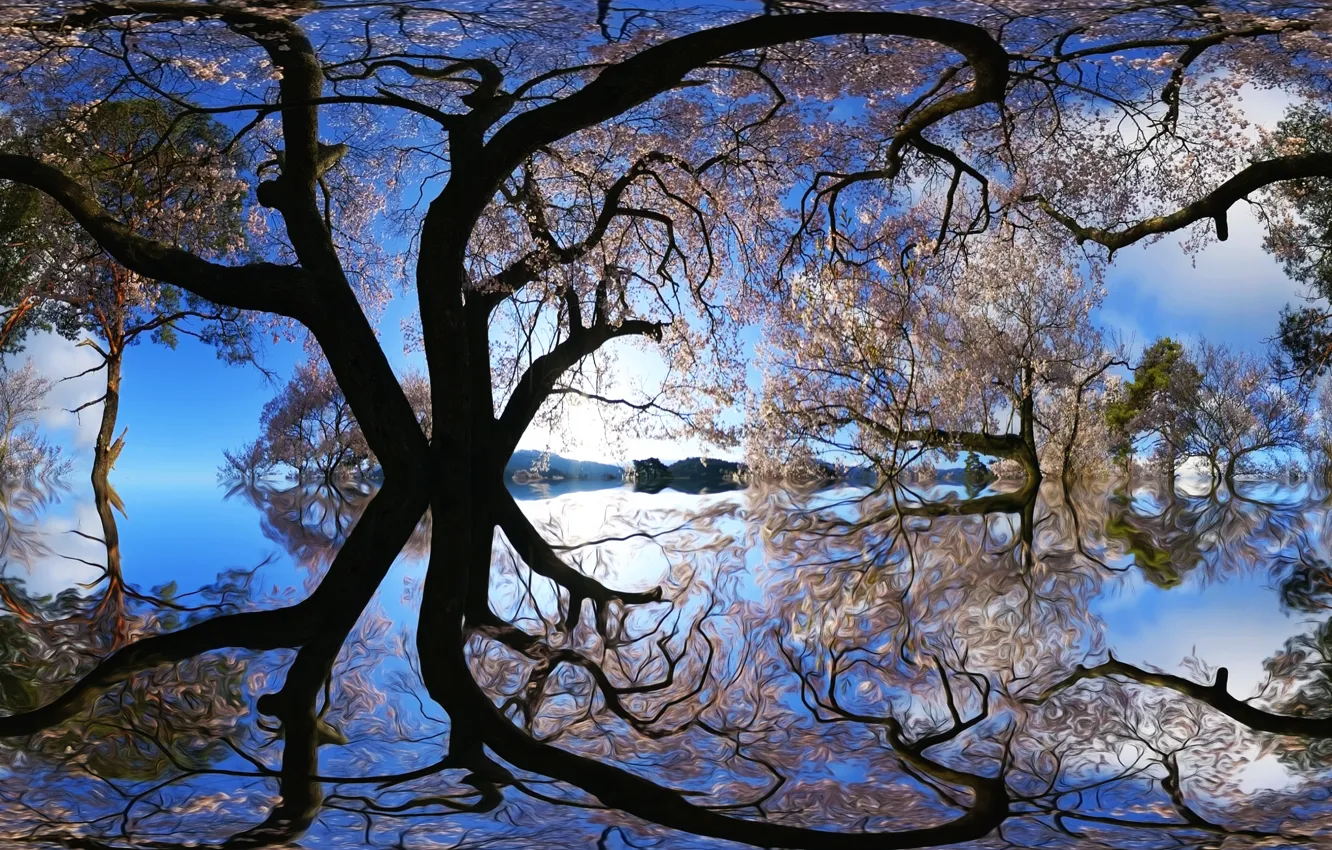 Photo wallpaper reflection, tree, treatment