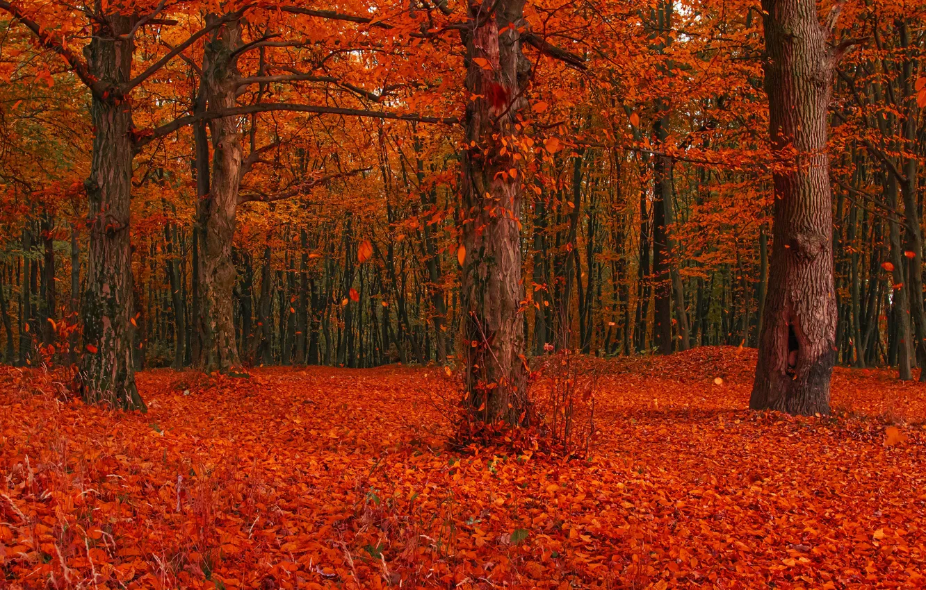 Photo wallpaper autumn, forest, leaves, trees, branches, red, glade, foliage