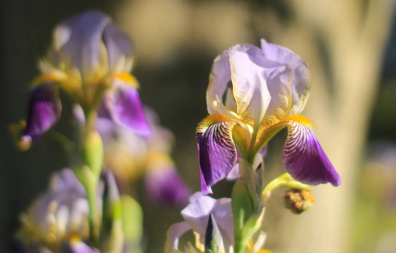 Photo wallpaper garden, blooming, Lilia
