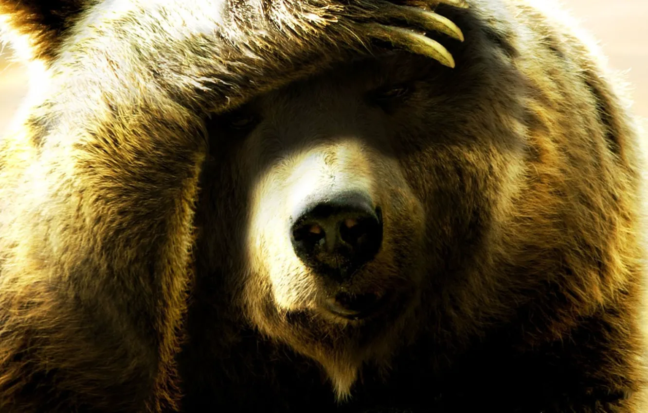 Photo wallpaper face, paws, bear, claws