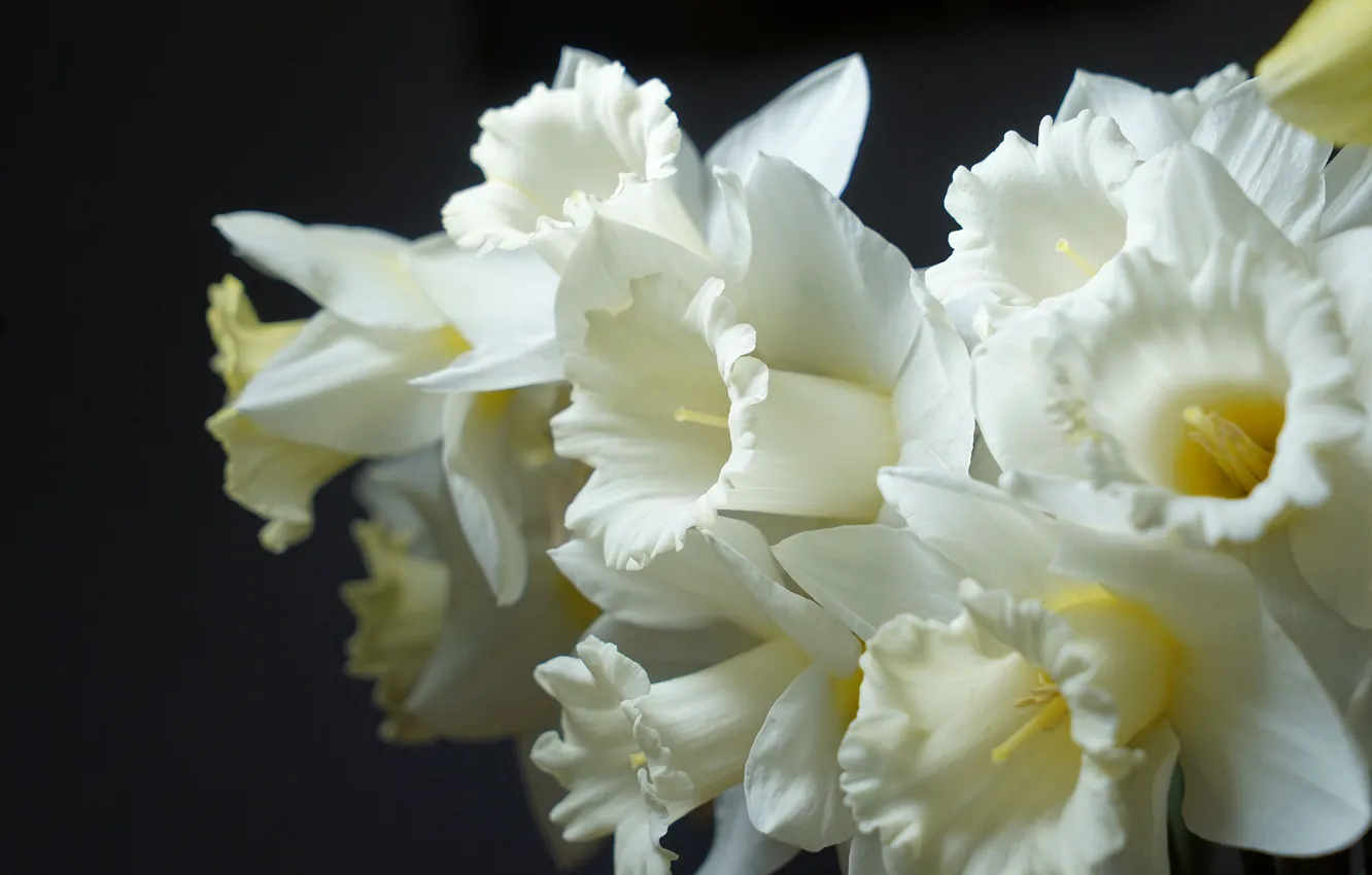 Photo wallpaper flower, spring, Narcissus, pale yellow color