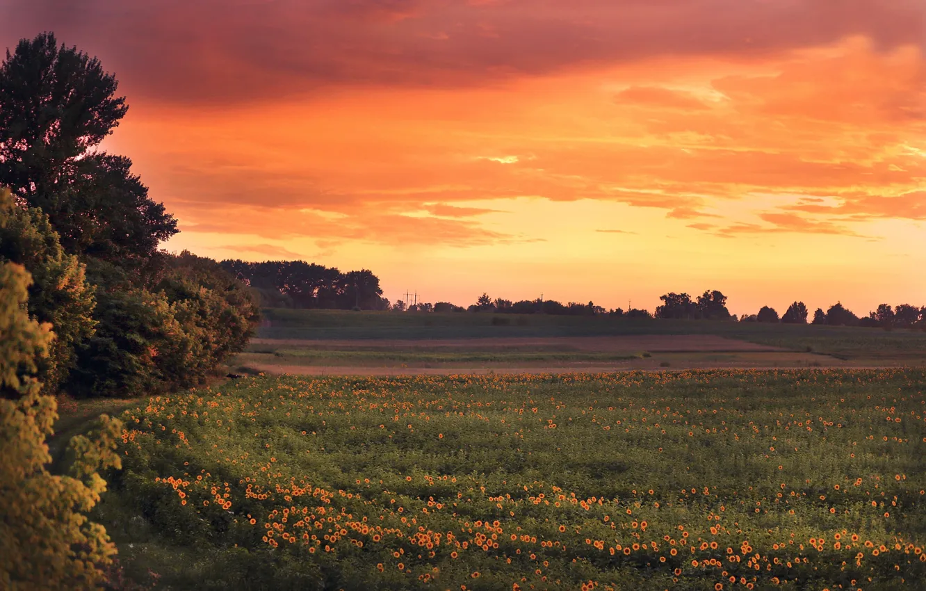 Photo wallpaper field, sunflowers, sunset, the evening