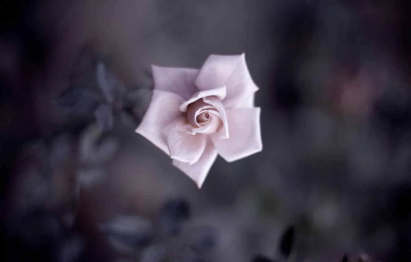 Photo wallpaper flower, leaves, macro, pink, tenderness, rose, color, shadow